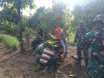 Bangun Ketahanan Pangan dari Desa, Satgas TMMD Ke-129 Tanam Mangga, Durian hingga Petai Bersama Warga