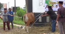 Pancawaskita Mitra Agrinas Palma Nusantara Salurkan di Inhu Ikut Sembelih Hewan Kurban