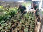 Satgas TMMD Ke-129 Kodim 0102/Pidie Semai Bibit Sayuran, Dorong Warga Kelola Lahan Produktif