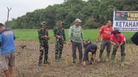 Perkuat Swasembada Pangan, Satgas TMMD Ke-129 Kodim 0313/KPR Tanam Padi di Kuala Panduk