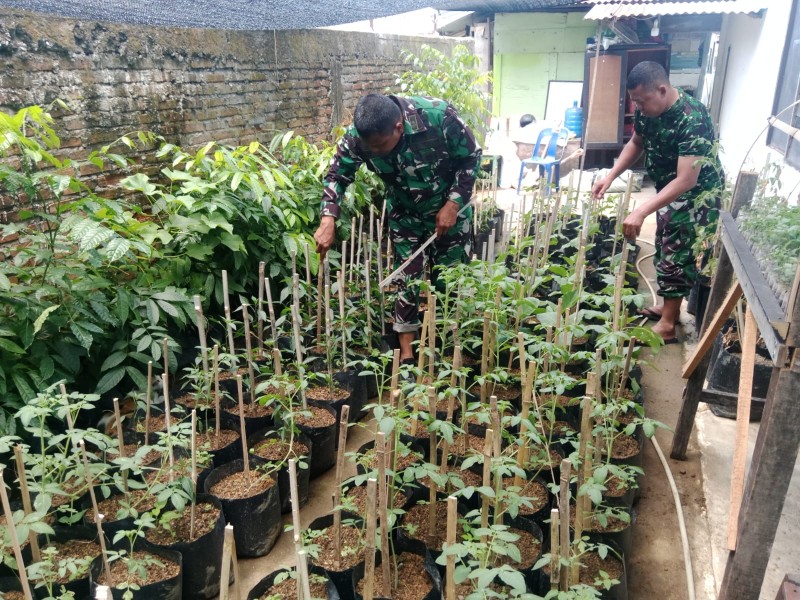 Satgas TMMD Ke-129 Kodim 0102/Pidie Semai Bibit Sayuran, Dorong Warga Kelola Lahan Produktif