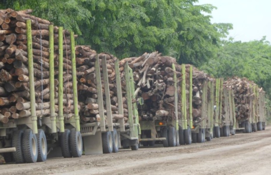 Greenwashing RAPP, Olah Kayu Ilegal Dari Skema Sosial